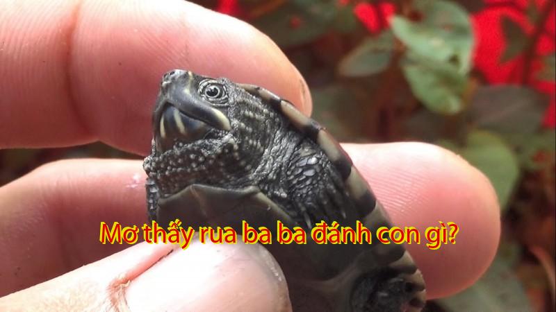 Mơ thấy rua ba ba đánh con gì?