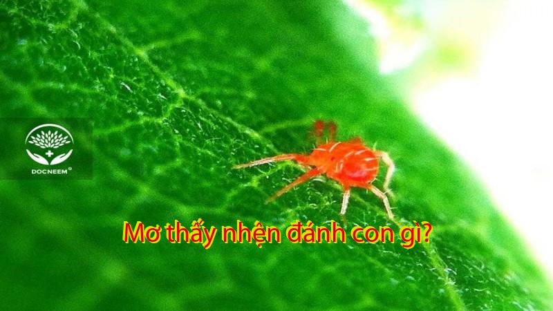 Mơ thấy nhện đánh con gì?