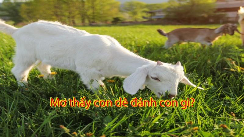 Mơ thấy con dê đánh con gì?