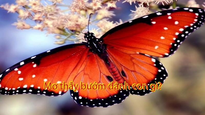 Mơ thấy bướm đánh con gì?