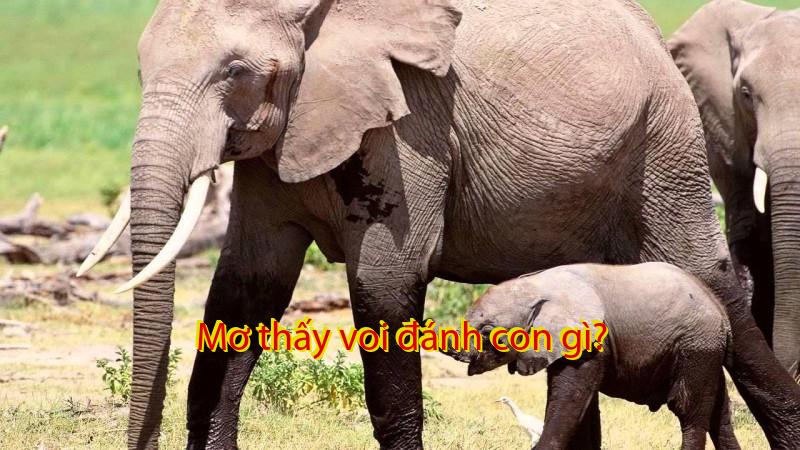 Mơ thấy voi đánh con gì?