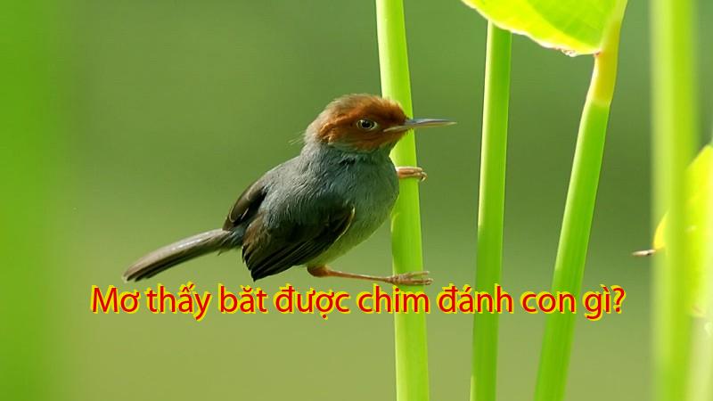 Mơ thấy băt được chim đánh con gì?