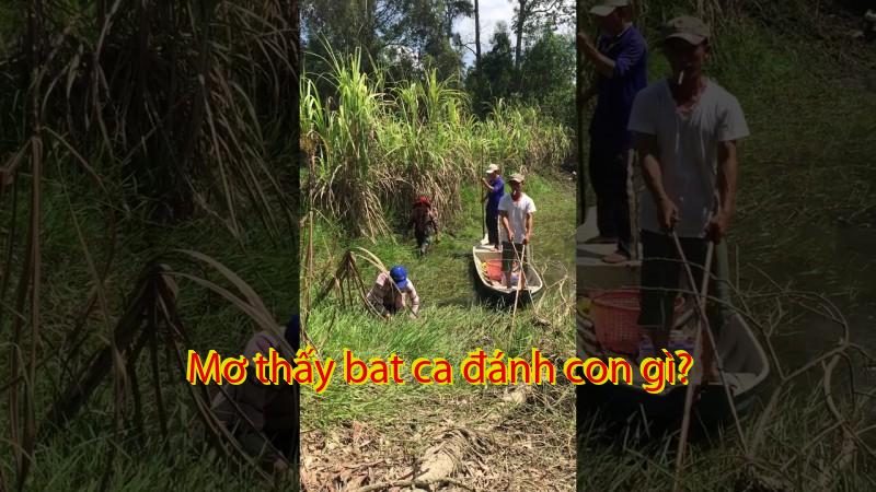 Mơ thấy bat ca đánh con gì?