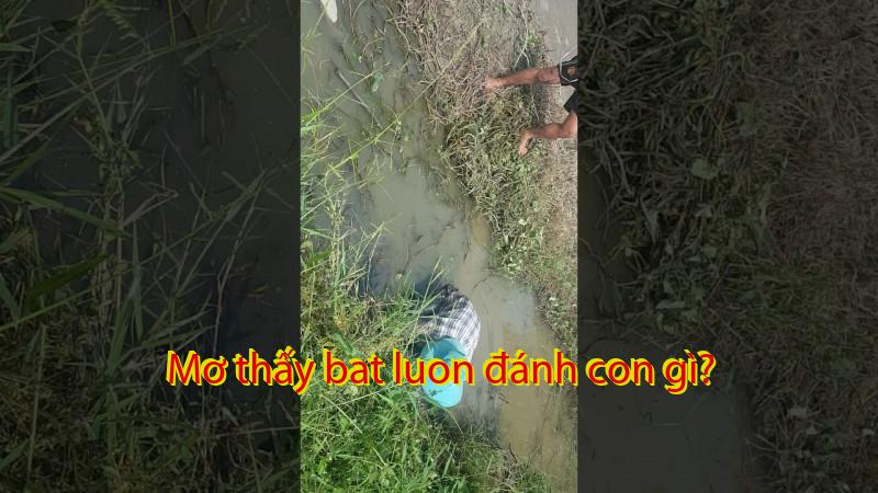 Mơ thấy bat luon đánh con gì?