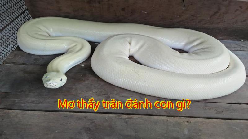 Mơ thấy trăn đánh con gì?