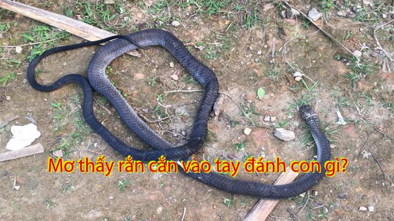 Mơ thấy rắn cắn vào tay đánh con gì?