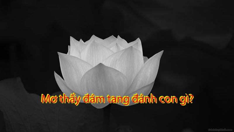 Mơ thấy đám tang đánh con gì?