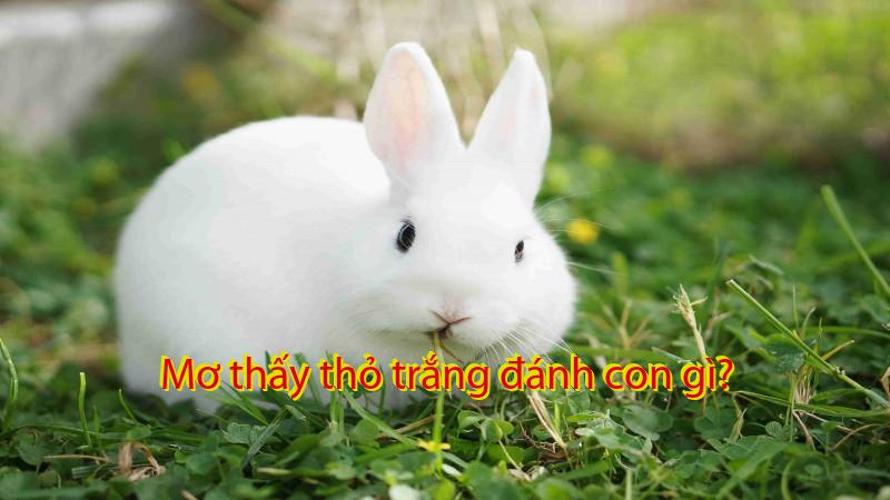 Mơ thấy thỏ trắng đánh con gì?