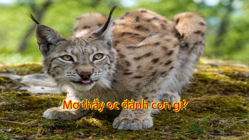 Mơ thấy oc đánh con gì?