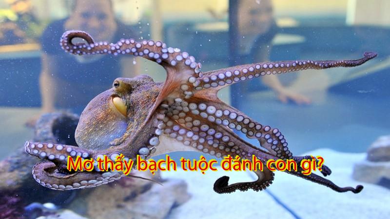 Mơ thấy bạch tuộc đánh con gì?