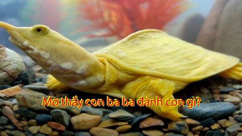 Mơ thấy con ba ba đánh con gì?