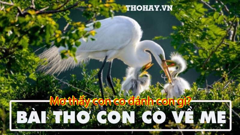 Mơ thấy con co đánh con gì?