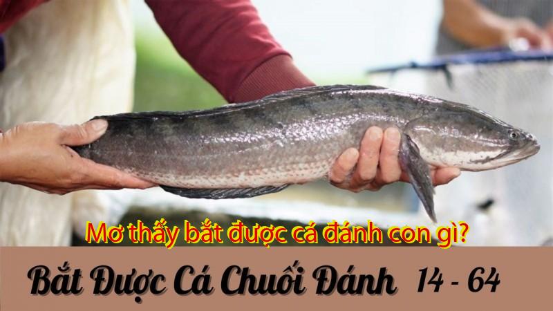 Mơ thấy bắt được cá đánh con gì?