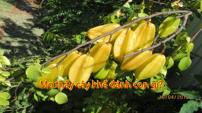 Mơ thấy cây khế đánh con gì?