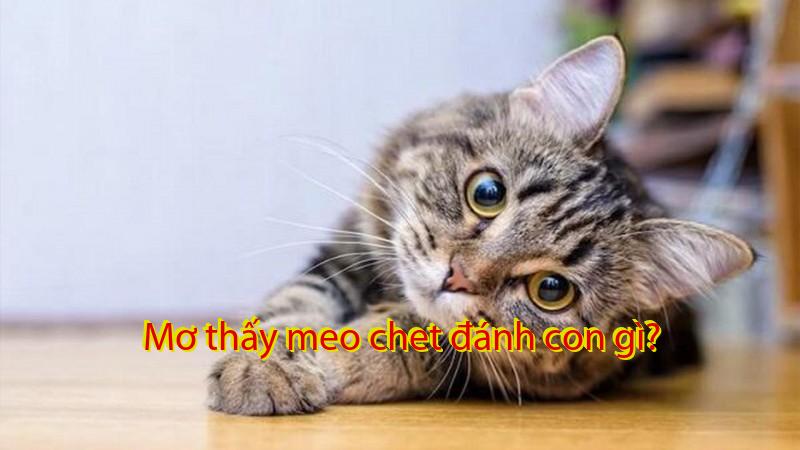 Mơ thấy meo chet đánh con gì?