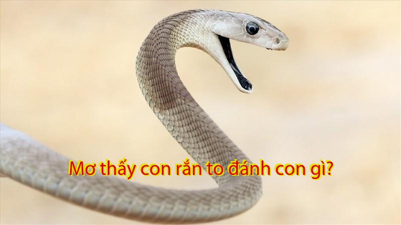 Mơ thấy con rắn to đánh con gì?