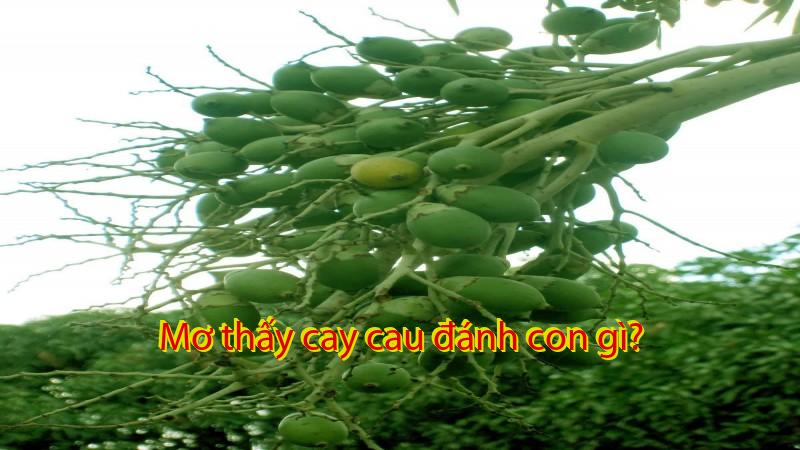 Mơ thấy cay cau đánh con gì?