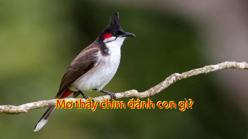 Mơ thấy chim đánh con gì?