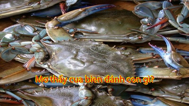 Mơ thấy cua bien đánh con gì?