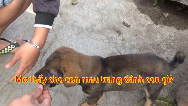 Mơ thấy cho con mau trang đánh con gì?