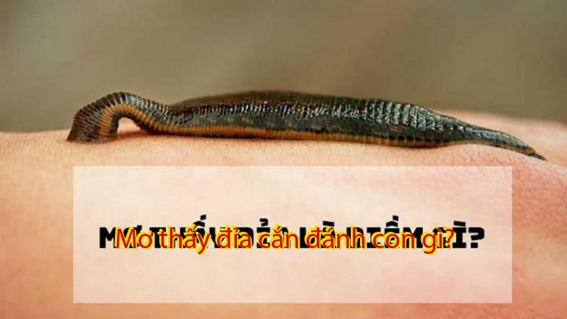 Mơ thấy đỉa cắn đánh con gì?