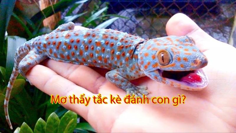 Mơ thấy tắc kè đánh con gì?