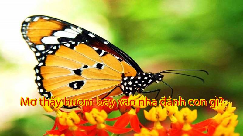 Mơ thấy buom bay vao nha đánh con gì?