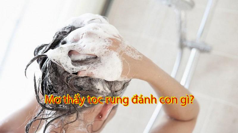 Mơ thấy toc rung đánh con gì?