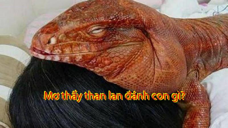 Mơ thấy than lan đánh con gì?