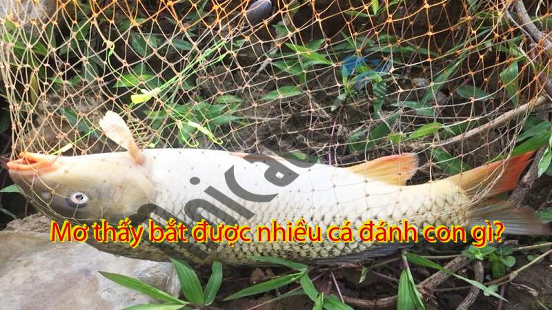Mơ thấy bắt được nhiều cá đánh con gì?