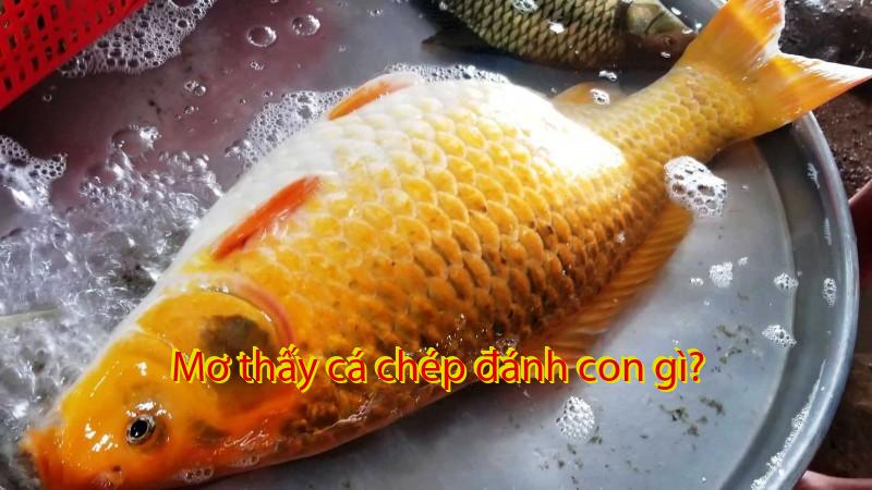 Mơ thấy cá chép đánh con gì?