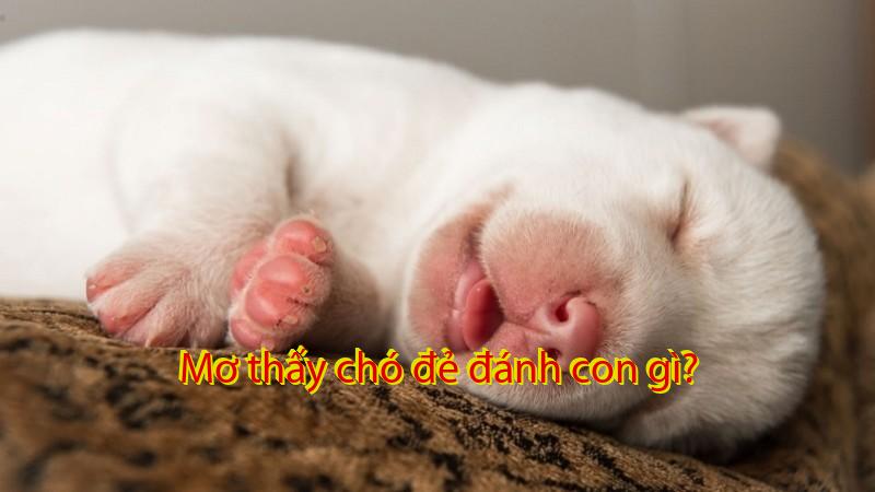 Mơ thấy chó đẻ đánh con gì?