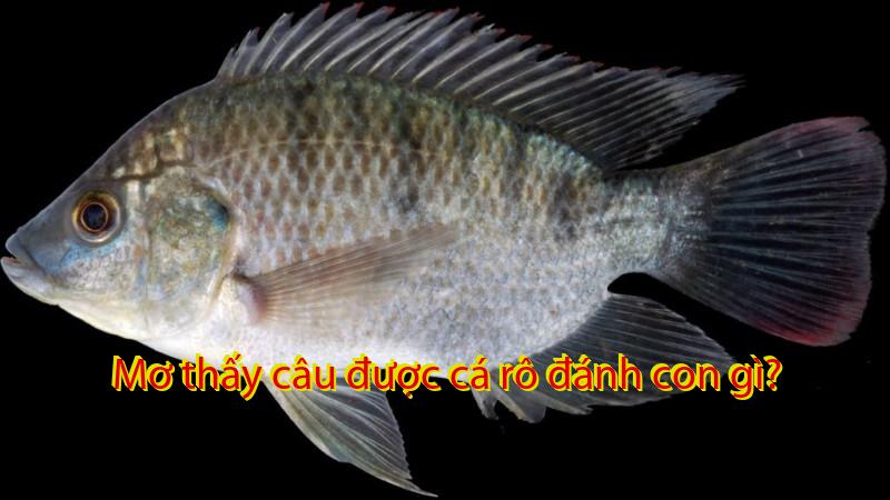 Mơ thấy câu được cá rô đánh con gì?