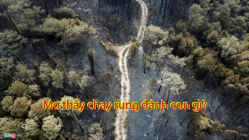 Mơ thấy chay rung đánh con gì?