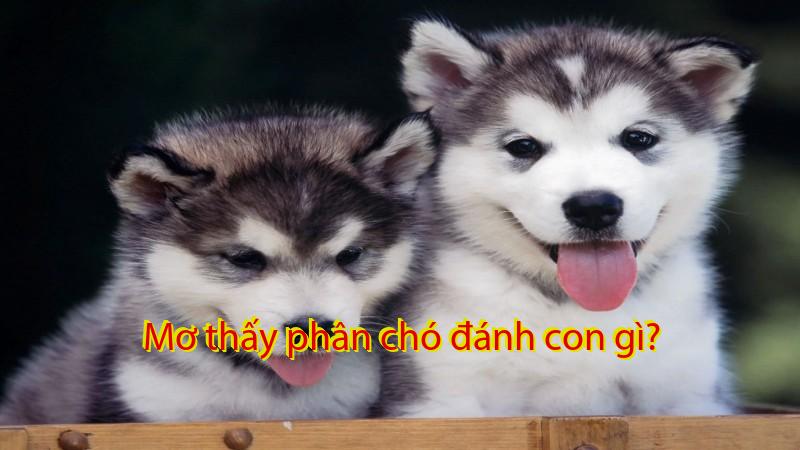 Mơ thấy phân chó đánh con gì?