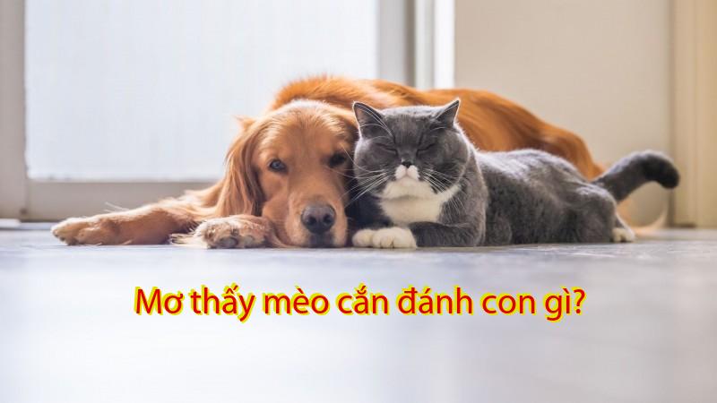 Mơ thấy mèo cắn đánh con gì?