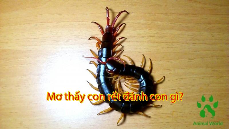 Mơ thấy con rết đánh con gì?