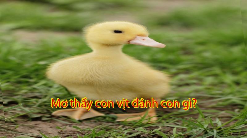 Mơ thấy con vịt đánh con gì?