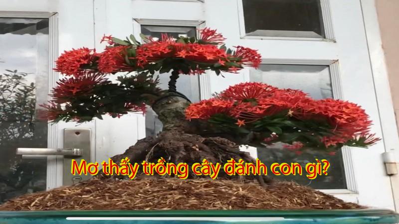 Mơ thấy trồng cây đánh con gì?