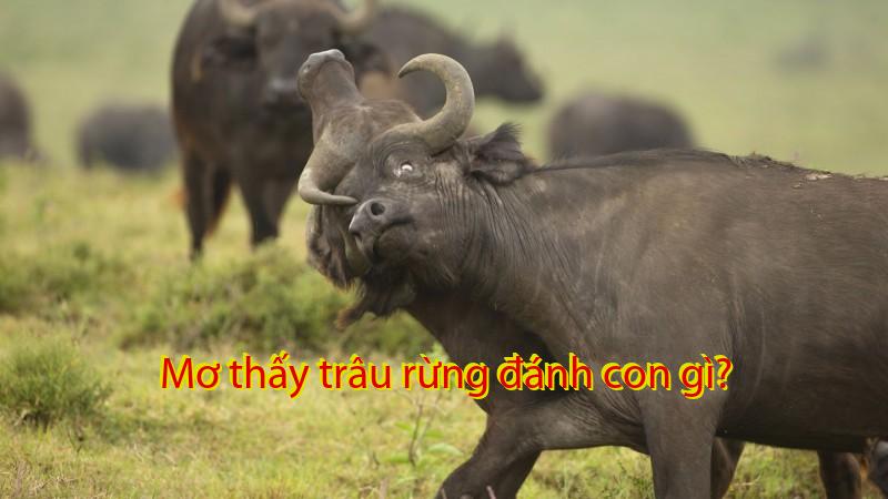 Mơ thấy trâu rừng đánh con gì?