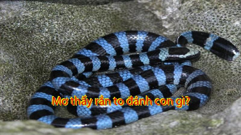 Mơ thấy rắn to đánh con gì?