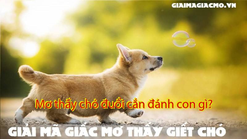 Mơ thấy chó đuổi cắn đánh con gì?