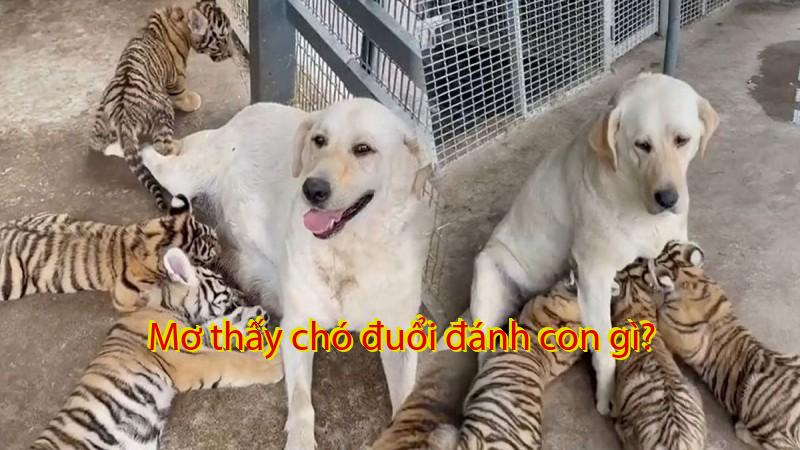 Mơ thấy chó đuổi đánh con gì?