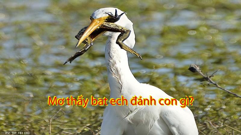 Mơ thấy bat ech đánh con gì?