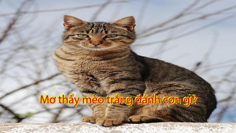 Mơ thấy mèo trắng đánh con gì?
