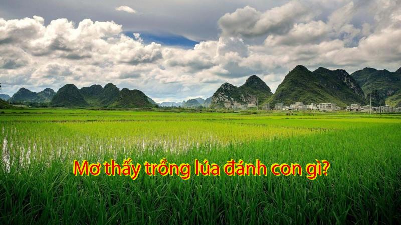 Mơ thấy trồng lúa đánh con gì?