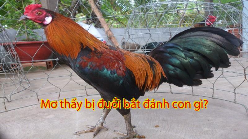 Mơ thấy bị đuổi bắt đánh con gì?