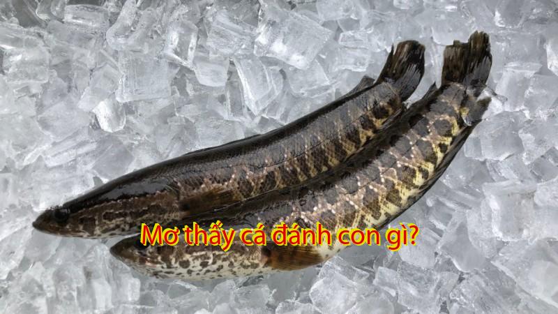 Mơ thấy cá đánh con gì?