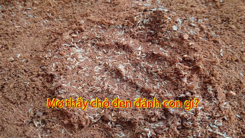 Mơ thấy chó đen đánh con gì?