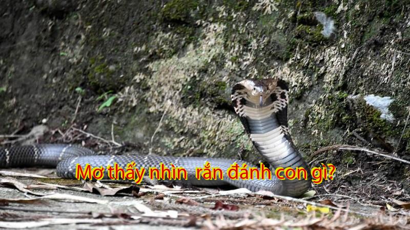 Mơ thấy nhìn  rắn đánh con gì?